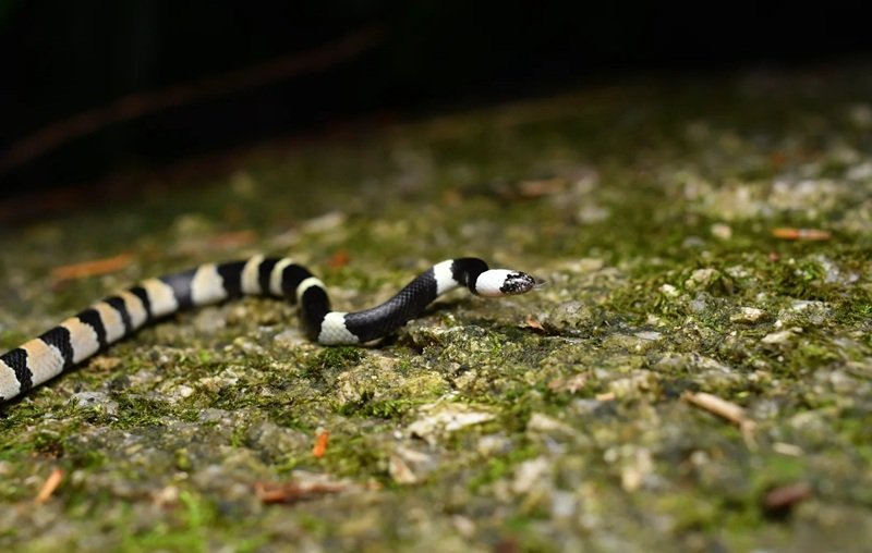 rắn khuyết lào 14