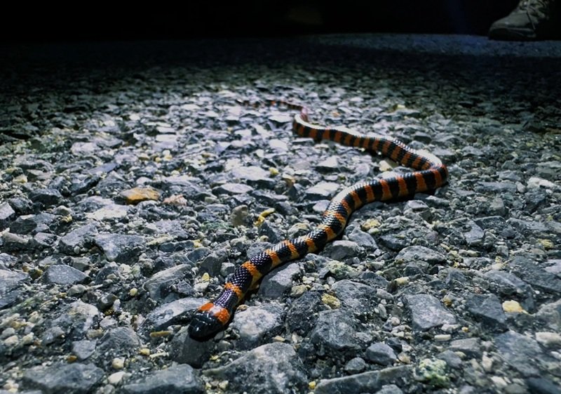 rắn khuyết lào 15