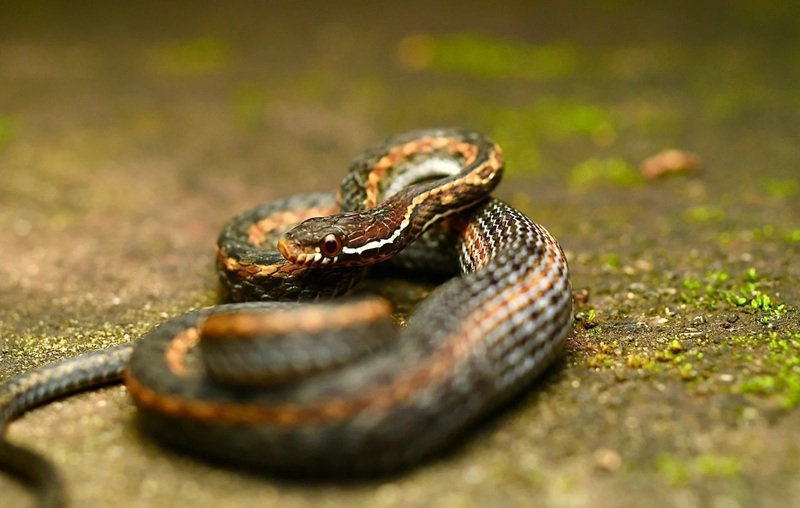 rắn khuyết lào 16