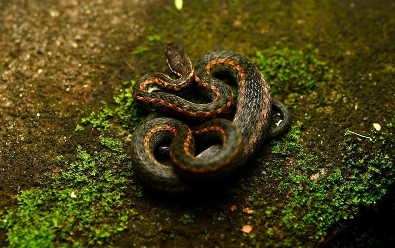 rắn khuyết lào 17