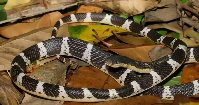 rắn khuyết lào 18