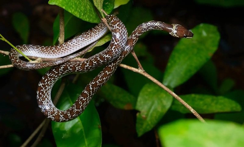 rắn khuyết lào 19