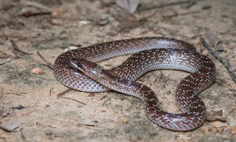 rắn khuyết lào 20