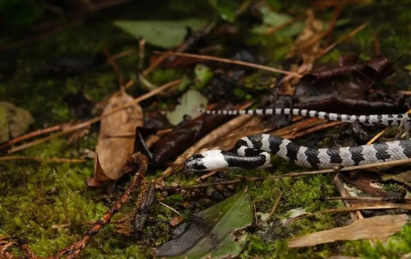 rắn khuyết lào 23