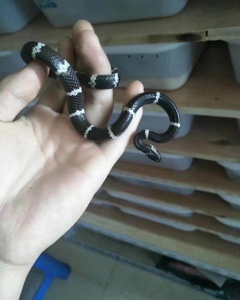 rắn khuyết lào 25