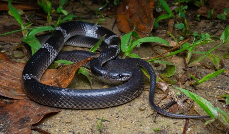 rắn khuyết lào 26