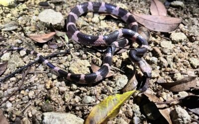 Rắn khuyết lào là loài rắn gì? Đặc điểm và mức độ nguy hiểm