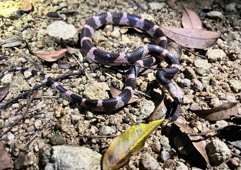 rắn khuyết lào 27