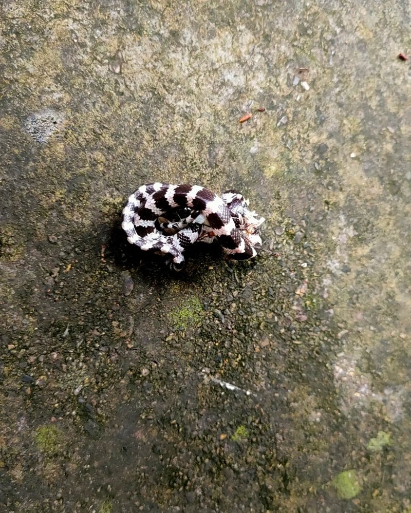 rắn khuyết lào 28