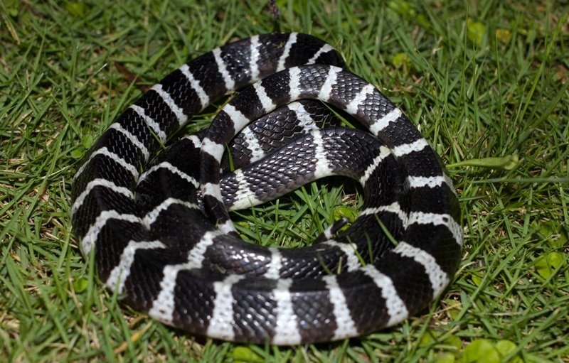 rắn khuyết lào 29