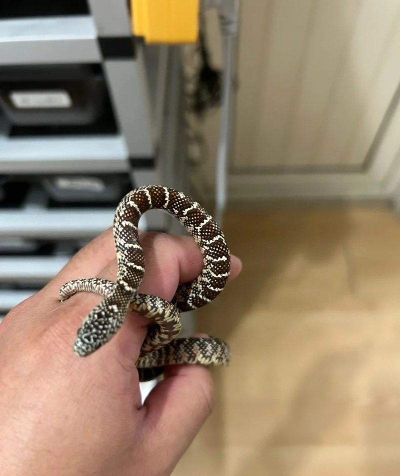 rắn khuyết lào 3