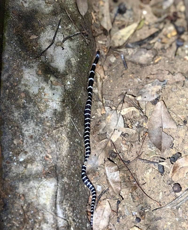 rắn khuyết lào 30