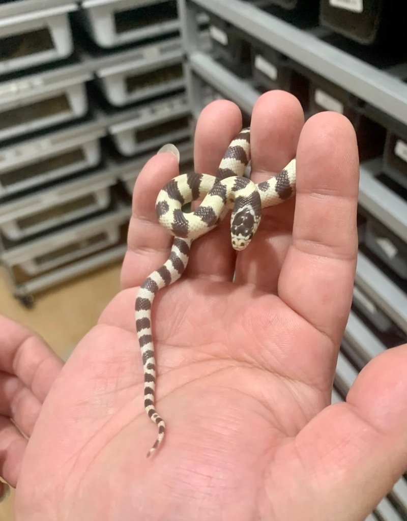 rắn khuyết lào 4