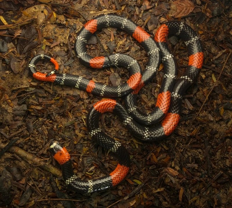 rắn khuyết lào 5