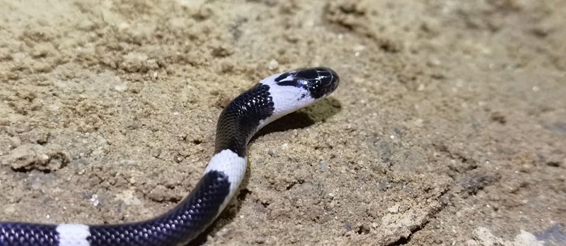 rắn khuyết lào 8