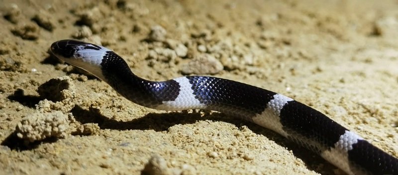 rắn khuyết lào 9