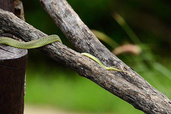 rắn lục cườm 1