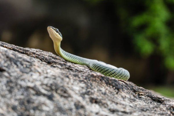 rắn lục cườm 10