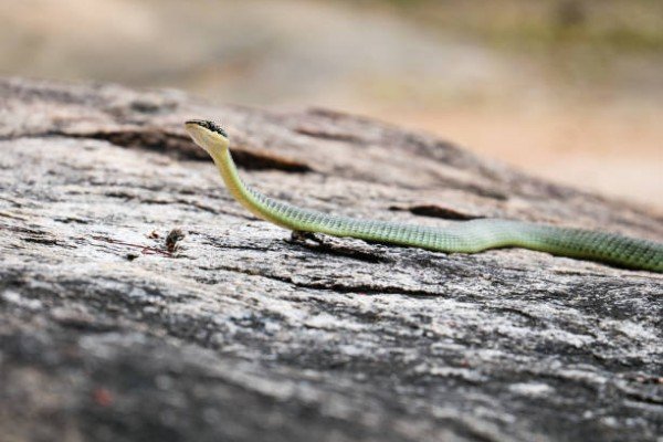 rắn lục cườm 11