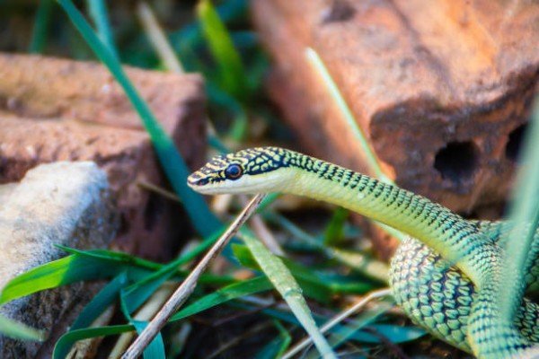 rắn lục cườm 12