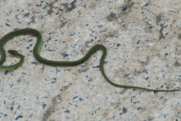 rắn lục cườm 16