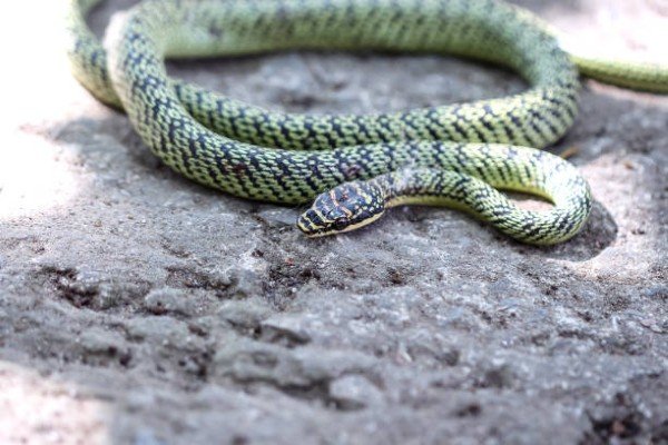 rắn lục cườm 17