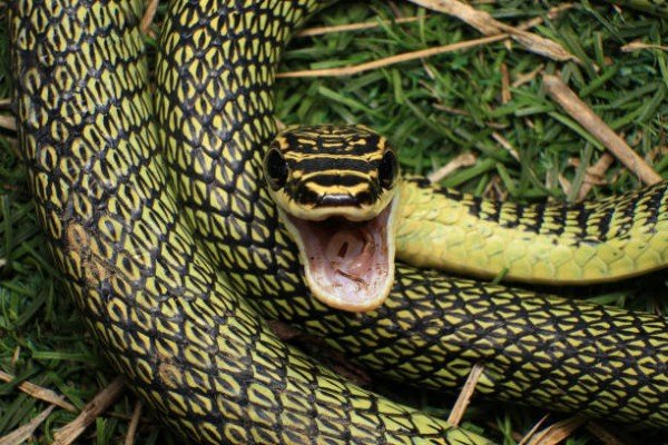 rắn lục cườm 18