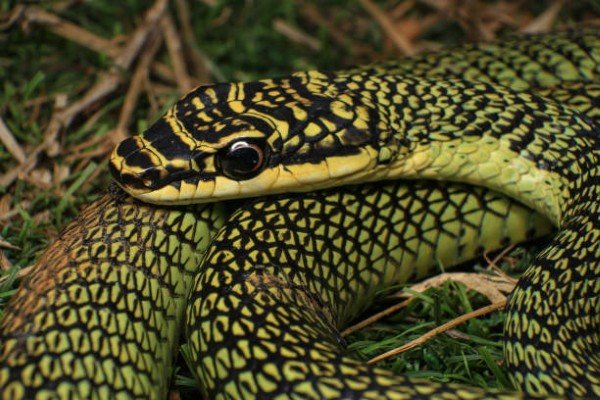 rắn lục cườm 20