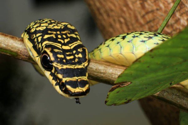 rắn lục cườm 21