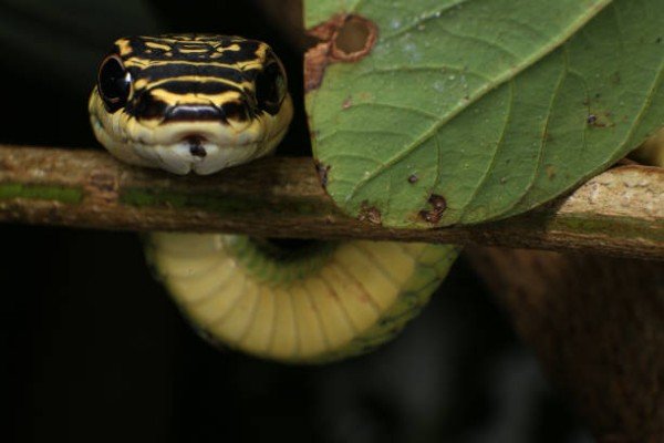 rắn lục cườm 22