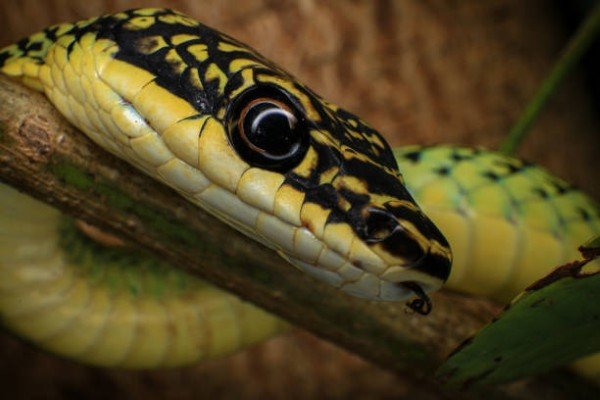 rắn lục cườm 23