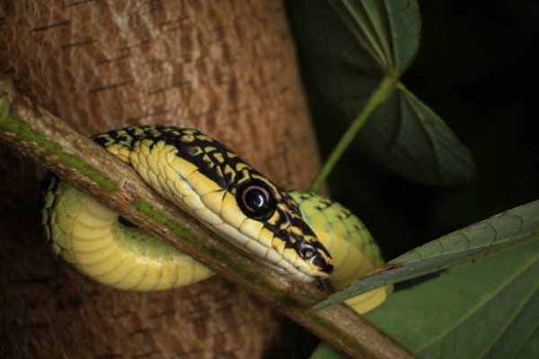rắn lục cườm 24