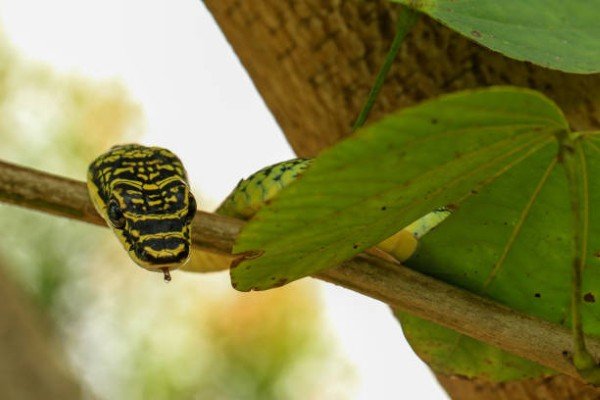 rắn lục cườm 25