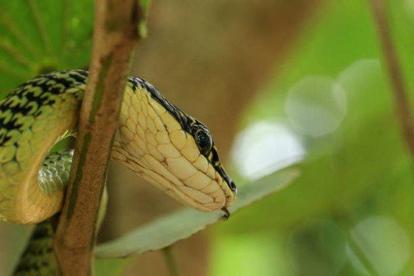 rắn lục cườm 26