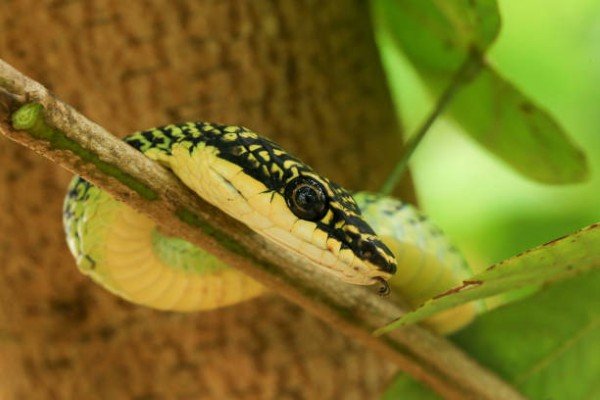 rắn lục cườm 27