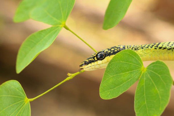 rắn lục cườm 28