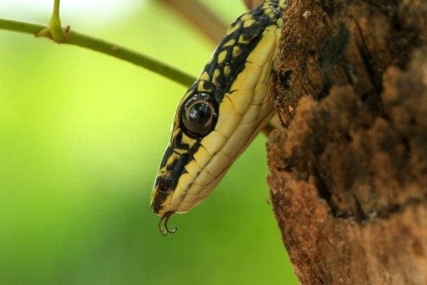 rắn lục cườm 29