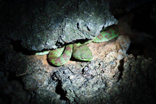 rắn lục cườm 3