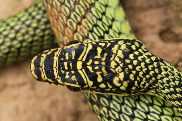 rắn lục cườm 30