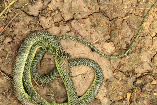 rắn lục cườm 31