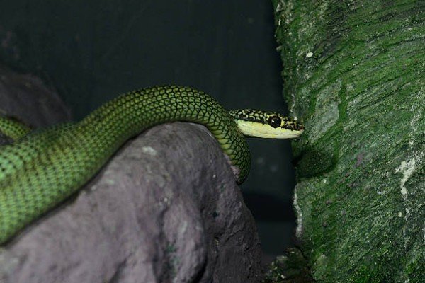 rắn lục cườm 4