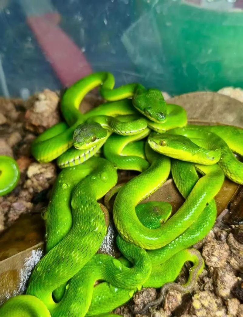 Rắn lục cườm với đôi mắt sắc bén giữa tán lá xanh
