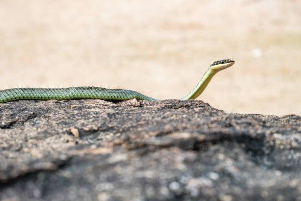 rắn lục cườm 8