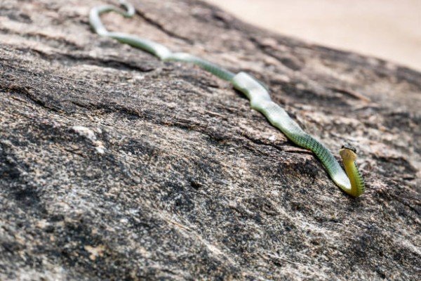 rắn lục cườm 9