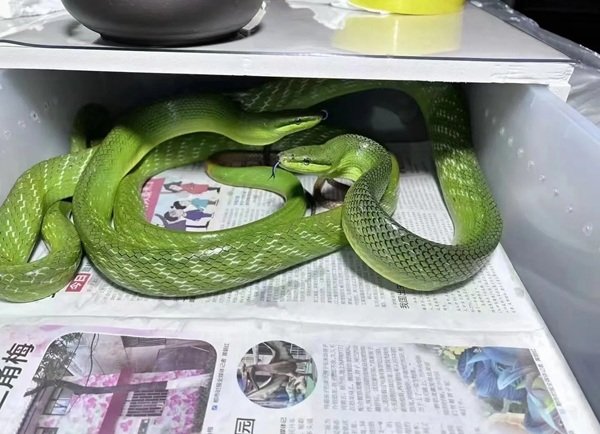 rắn lục đuôi đỏ 1