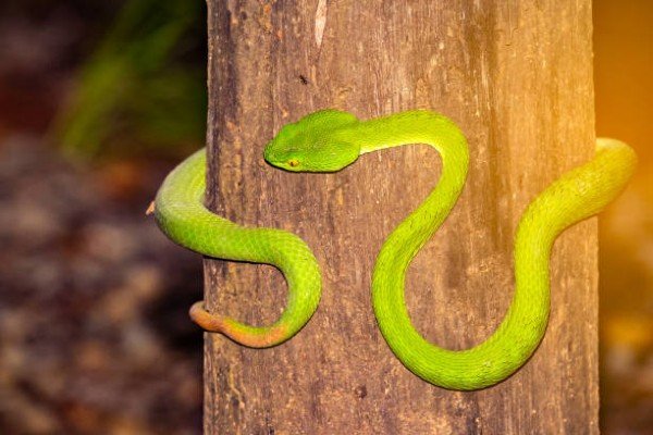 rắn lục đuôi đỏ 10