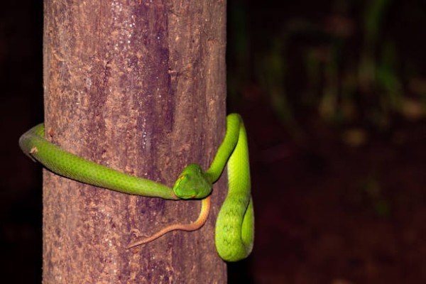 rắn lục đuôi đỏ 11