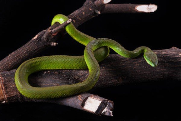rắn lục đuôi đỏ 14
