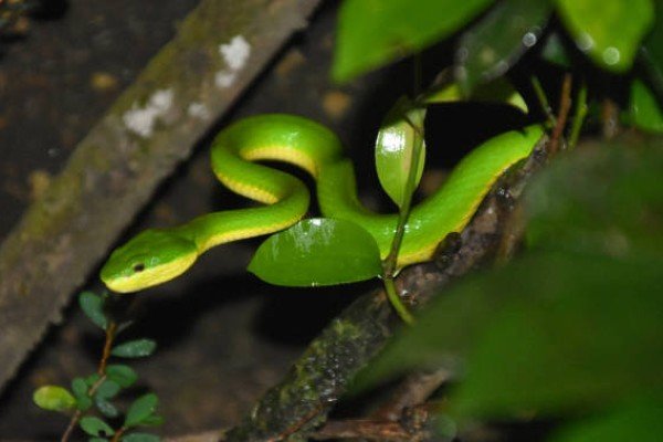 rắn lục đuôi đỏ 15