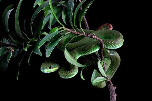 rắn lục đuôi đỏ 17